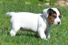 Jack Russell �t��ata na prodej.