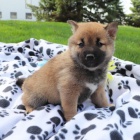 Rozko�n� �t��ata shiba inu na prodej