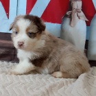 Rozko�n� �t��ata australsk�ho ov��ka na prodej