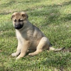 �t��ata n�meck�ch ov��k� na prodej