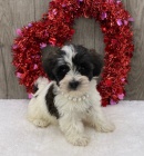 rozko�n�, zdrav� a o�kovan� havansk� �t��ata na prodej.