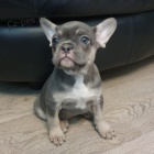 na prodej od�erven� a o�kovan� �t��ata francouzsk�ho buldo�ka.