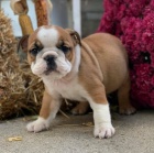 Kr�sn� a O�KOVAN� a od�erven� �t��ata anglick�ho buldoka na prodej