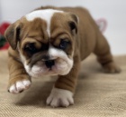 Kr�sn� a O�KOVAN� a od�erven� �t��ata anglick�ho buldoka na prodej