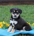 Sibi�sk� husky �t�n�