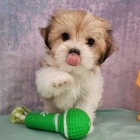 Havansk� �t��ata jsou p�ipravena na adopci a nov� rodiny.