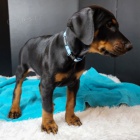 na prodej o�kovan� a od�erven� �t��ata dobermana.