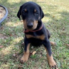 na prodej o�kovan� a od�erven� �t��ata dobermana.