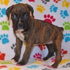 Kr�sn� o�kovan� a od�erven� �t��ata n�meck�ho boxera na prodej.