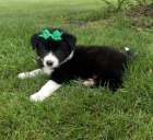 na prodej od�erven� a o�kovan� �t��ata border kolie