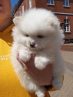B�l� / �ed� a �ern� pomeransk� psy na prodej