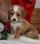kr�sn� cavapoo k adopci