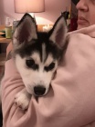 Rozko�n� sibi�sk� husky