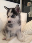 Rozko�n� sibi�sk� husky