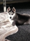 sibi�sk� husky