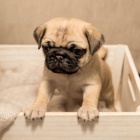 Mops �t��ata na prodej