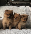 Pomeranian �t��ata na prodej.
