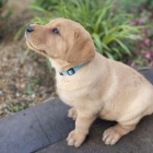 �t��ata labradorsk�ho retr�vra na prodej.