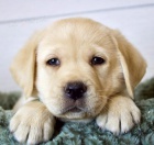 �t��ata labradorsk�ho retr�vra na prodej.