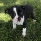 Bostonsk� teri�r s PP