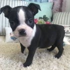 '' Bostonsk� teri�r ''