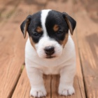 Jack Russell �t��ata