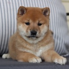 od�erven� a o�kovan� �t��ata SHIBA INU