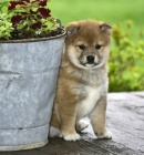 �t��ata SHIBA INU bez PP