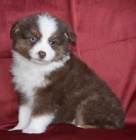 australsk�ho ov��ka