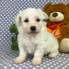 od�erven� a o�kovan� bi�onky �t��ata.