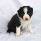 Border kolie d�t� psy na prodej.