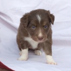 Border kolie d�t� psy na prodej.