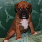 n�meck� boxer mu�sk�ho a �ensk�ho pohlav� �t��ata na prodej