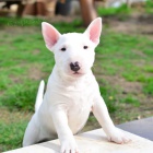 na prodej od�erven� a o�kovan� �t��ata anglick�ho bulteri�ra.