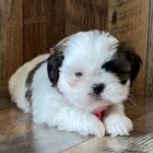 na prodej o�kovan� a od�erven� �t��ata SHIH TZU bez PP