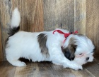 na prodej o�kovan� a od�erven� �t��ata SHIH TZU bez PP