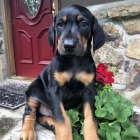 na prodej od�erven� a o�kovan� �t��ata dobermana.