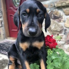 na prodej od�erven� a o�kovan� �t��ata dobermana.