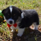 na prodej o�kovan� a od�erven� �t��ata Pembroke Welsh Corgi.