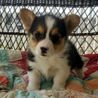 �t��ata Pembroke Welsh Corgi bez PP na prodej.