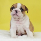 na prodej o�kovan� �t��ata anglick�ho buldoka