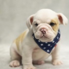 na prodej o�kovan� a od�erven� �t��ata bez PP anglick�ho buldoka