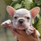 ZDRAV�, O�KOVAN� a od�erven� �t��ata francouzsk�ho buldo�ka na prodej.