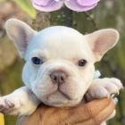 ZDRAV�, O�KOVAN� a od�erven� �t��ata francouzsk�ho buldo�ka na prodej.