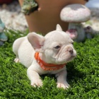 ZDRAV�, O�KOVAN� a od�erven� �t��ata francouzsk�ho buldo�ka na prodej.