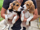 �t��ata beagle
