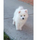 Rozko�n� �t��ata japonsk�ch �pic�