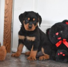 rozko�n� �t��ata rotvajler� pro nov� domov.