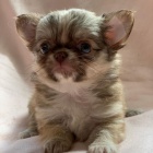 001 roztomil� �t���tka �ivavy pro nov� domov.