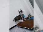 �t���tka husky na prodej